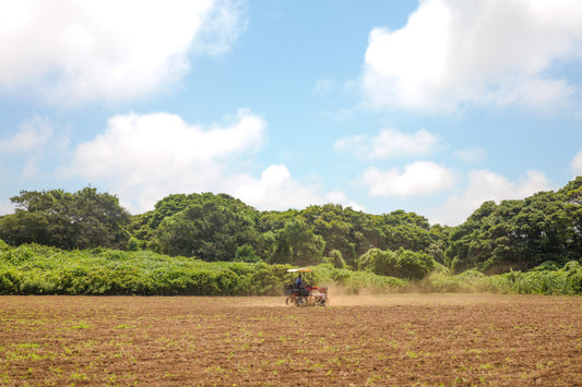 自然栽培で育てた鹿嶋在来大豆